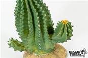 Cactus 1 - 13x7.5x15cm