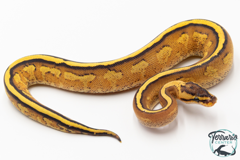 Python royal - Python regius Super Stripe