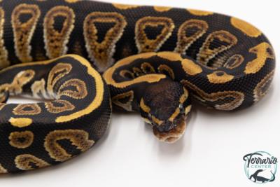 Python royal - Python regius Mojave