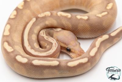Python royal - Python regius Banana Mojave GHI
