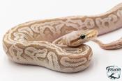 Python royal - Python regius Bamboo Enchi Pewter
