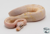 Python royal - Python regius Super Stripe Super Pastel