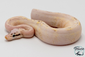 Python royal - Python regius Super Stripe Super Pastel