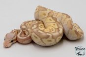 Python royal - Python regius Banana Firefly Butter