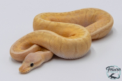 Python royal - Python regius Banana Lemon Blast GHI