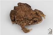 Duttaphrynus melanostictus - Crapaud masqué
