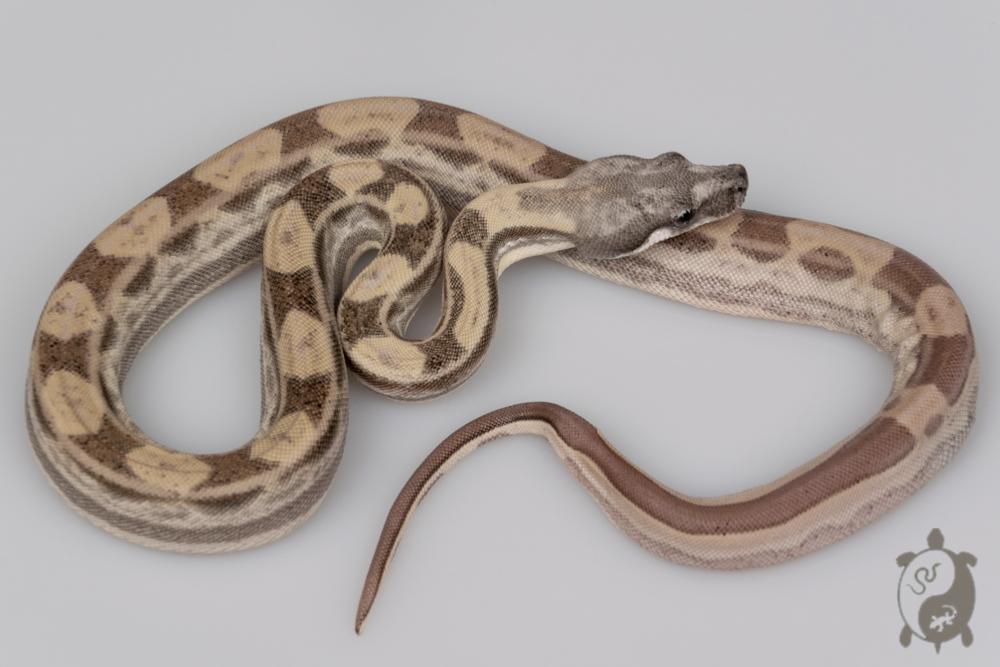 Boa constricteur - Boa imperator Ghost Motley
