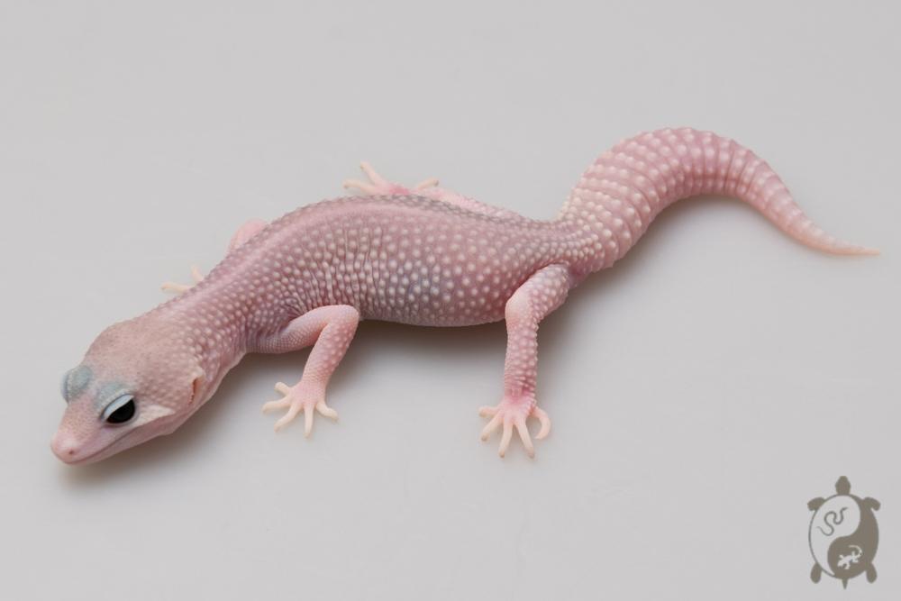 EJ50 - Gecko Léopard - Eublepharis Macularius Super Platinum ph Ember - &#9794; - NC 2021
