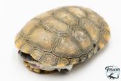 Pelomedusa subrufa – Péloméduse roussâtre - 04
