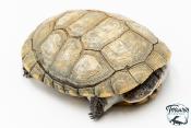 Pelomedusa subrufa – Péloméduse roussâtre - 05