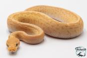 Python royal - Python regius Banana Pinstripe Mojave