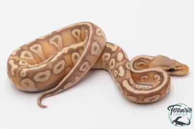 Python royal - Python regius Banana Pastave