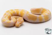 Python royal - Python regius Albinos