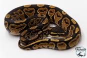 Python royal - Python regius Specter