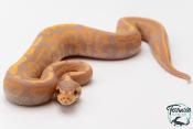 Python royal - Python regius Banana Black Pastel Yellow Belly