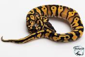 Python royal - Python regius Pastel Orange Dream  