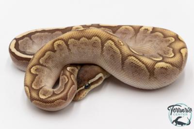 Python royal - Python regius Bamboo