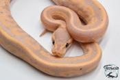Python royal - Python regius Banana Black Pastel Specter
