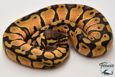 Python royal - Python regius Pastel