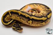 Python royal - Python regius Piebald Pastel