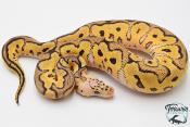 Python royal - Python regius Clown Pastel