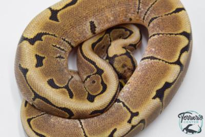 Python regius Spider