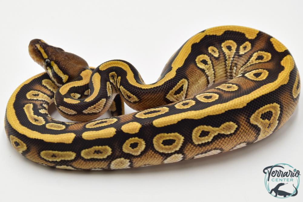 Python regius Mojave