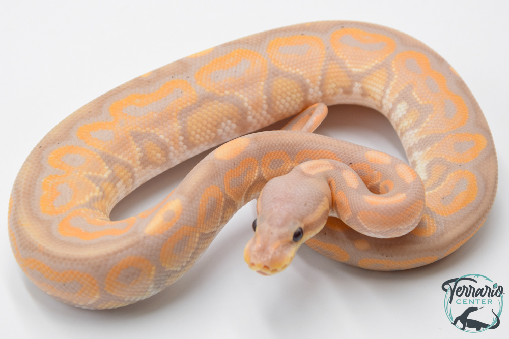 Python royal - Python regius Banana Cinnamon