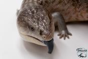 Tiliqua scincoides chimaerea - Scinque à langue bleue