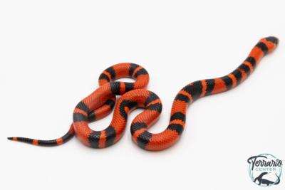 Lampropeltis triangulum hondurensis -  Faux-corail du Honduras - Super Tangerine - NC 2025