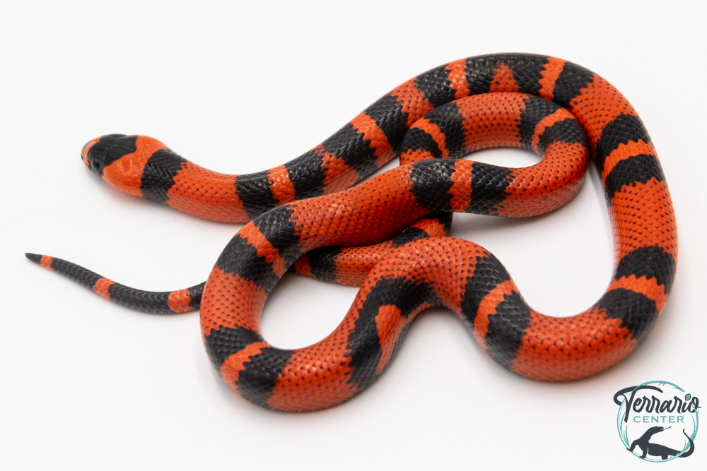 Lampropeltis triangulum hondurensis -  Faux-corail du Honduras - Super Tangerine - NC 2025