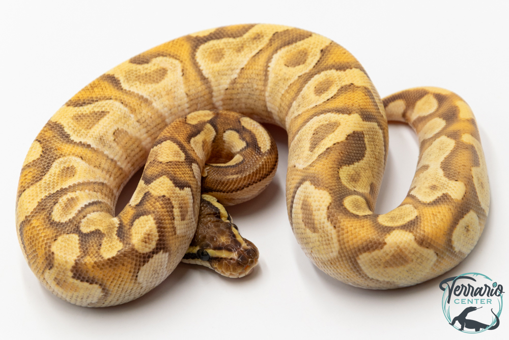 Python royal - Python regius Super Enchi Mojave Yellow Belly