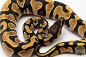 Python royal - Python regius Enchi