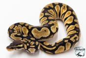 Python royal - Python regius Enchi Pastel