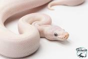 Python Royal - Python regius Leucistic