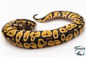 Python royal - Python regius Pastel Yellow Belly
