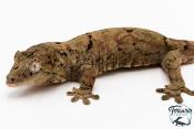 Mniarogekko chahoua - Gecko mousse - Grande Terre - NC 2025 - Mâle 05