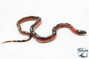 Faux corail de Sinaloa - Lampropeltis triangulum sinaloae "Splotched" 