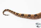 Boa constricteur - Boa imperator Jungle Het Blood Kahl