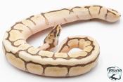 Python royal - Python regius Butter Bee