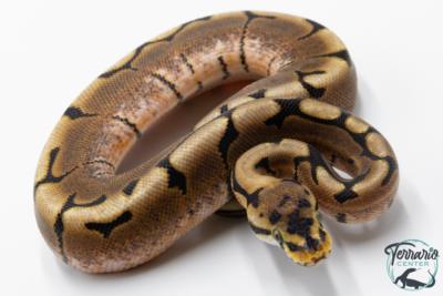 Python royal - Python regius Spider
