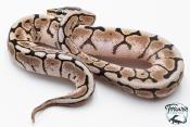 Python royal - Python regius Spider Cinnamon 