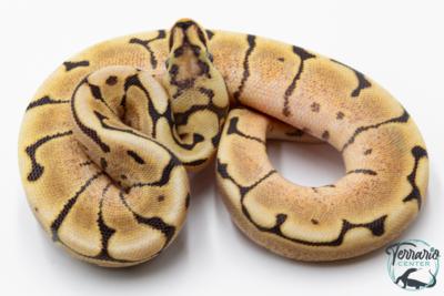 Python royal - Python Regius Spider Fire