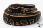 Python royal - Python regius Stranger het Clown