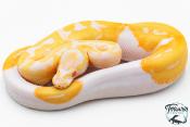 Python royal - Python regius Piebald Albinos