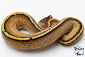 Python royal - Python regius Super Stripe