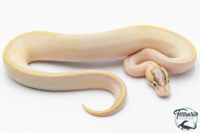 Python royal - Python regius Ivory Enchi