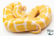 Python royal - Python regius Albinos