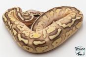 Python royal - Python regius Butter Firefly