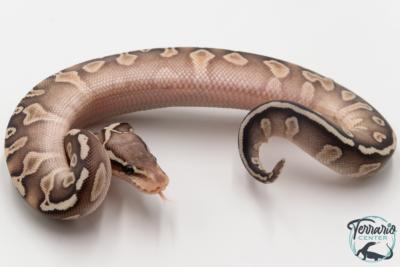 Python royal - Python regius GHI Butter Special